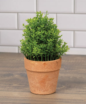 Potted Mini Boxwood 6.5"H